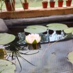 Système aquaponique avec bassins, poissons et cultures dans le prototype Biotech